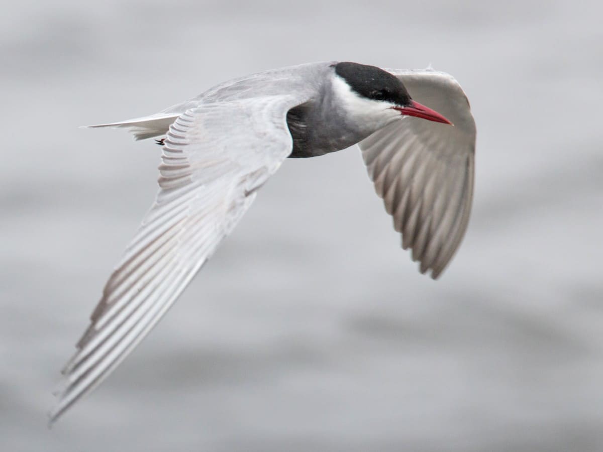 Whiskered Tern